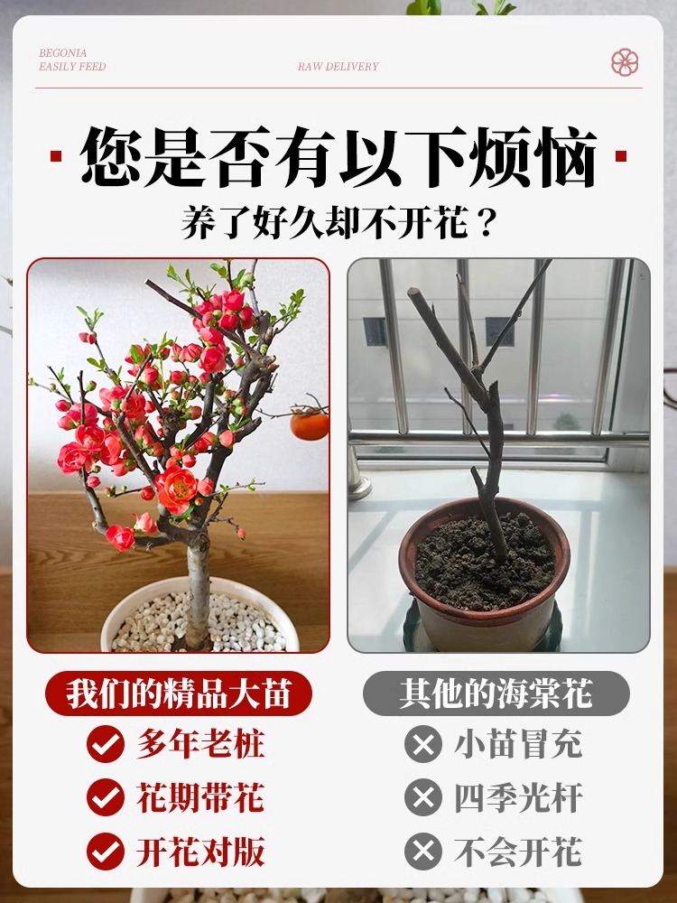 秋海棠树