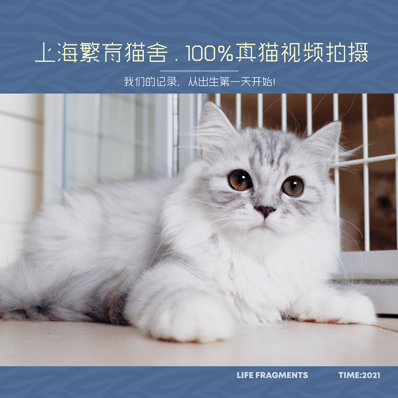 SOLD上海名猫舍  纯种宠物活体 银白双色高地立耳长毛猫 妹妹