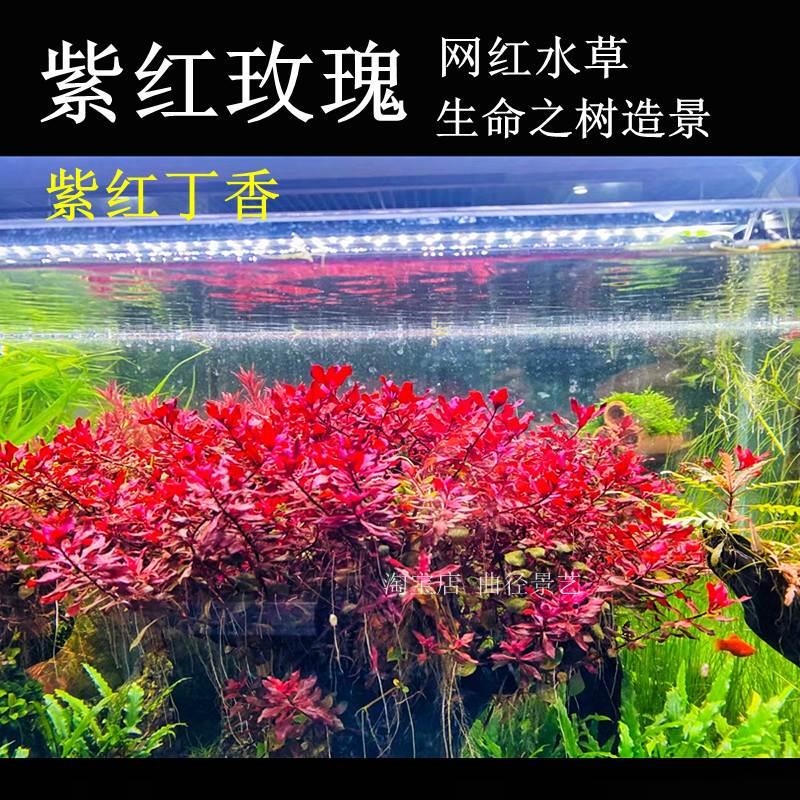 紫红玫瑰丁香网红水草鱼缸草缸造景植物生命之树沉木阴性红色后景