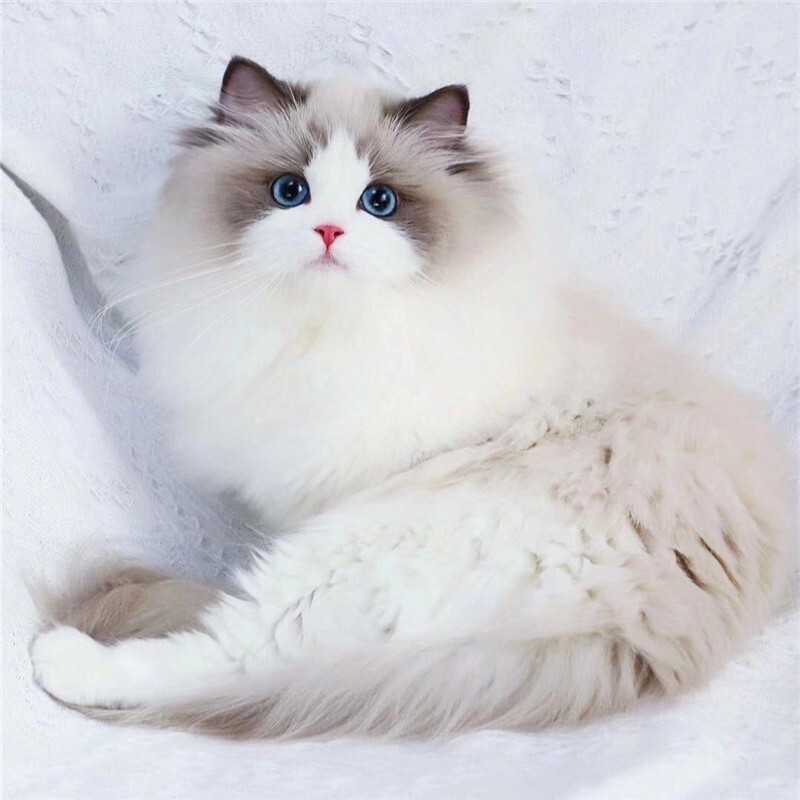 六安英短蓝猫蓝白金银渐层布偶幼猫乳白加菲美短加白起司活体猫咪