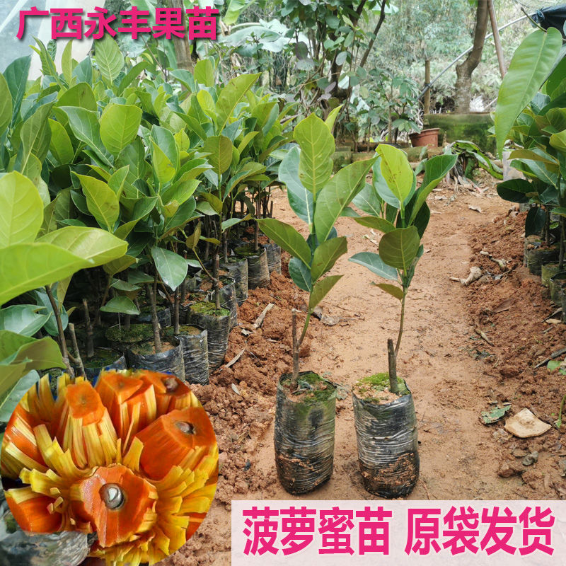 包邮带土果苗果树苗红肉12号菠萝蜜苗马来西亚1号泰国8号庭院种植