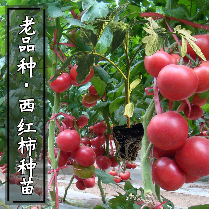 大粉铁皮草莓番茄苗种籽非转基因农家毛粉西红柿苗老品种四季种子