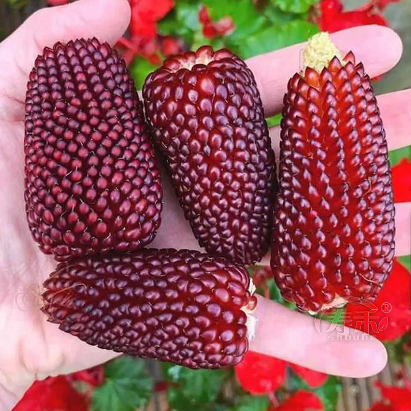 草莓水果甜玉米种子种籽可生食观赏迷你拇指四季文玩孑菠萝小玉米