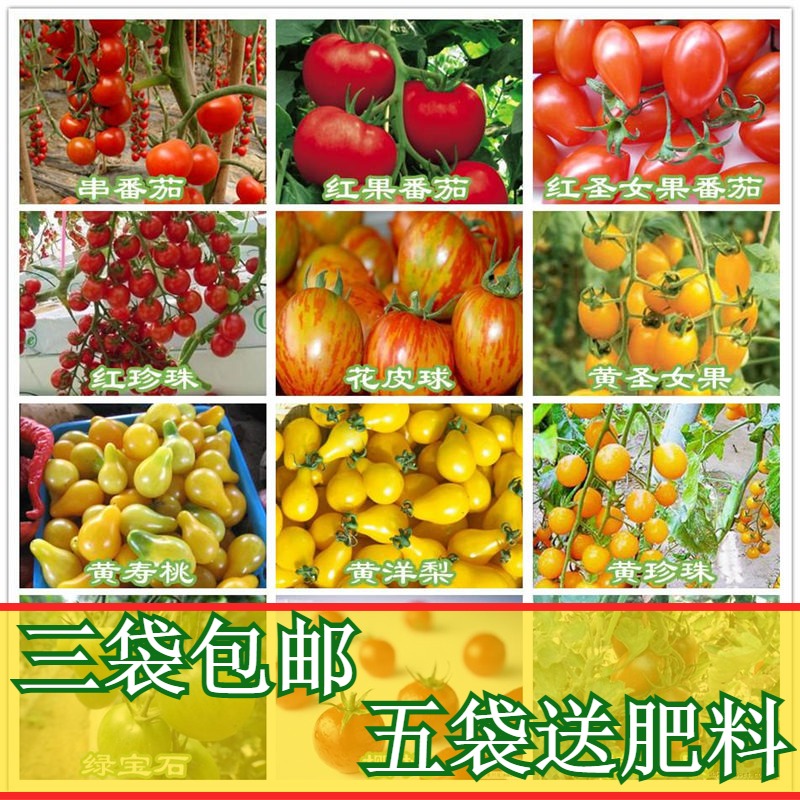 西红柿种子番茄种子红圣女果牛奶樱桃红黄珍珠番茄阳台盆栽蔬菜籽