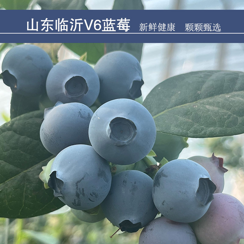 山东沂蒙山区水果之王蓝莓v6 甜脆奶香