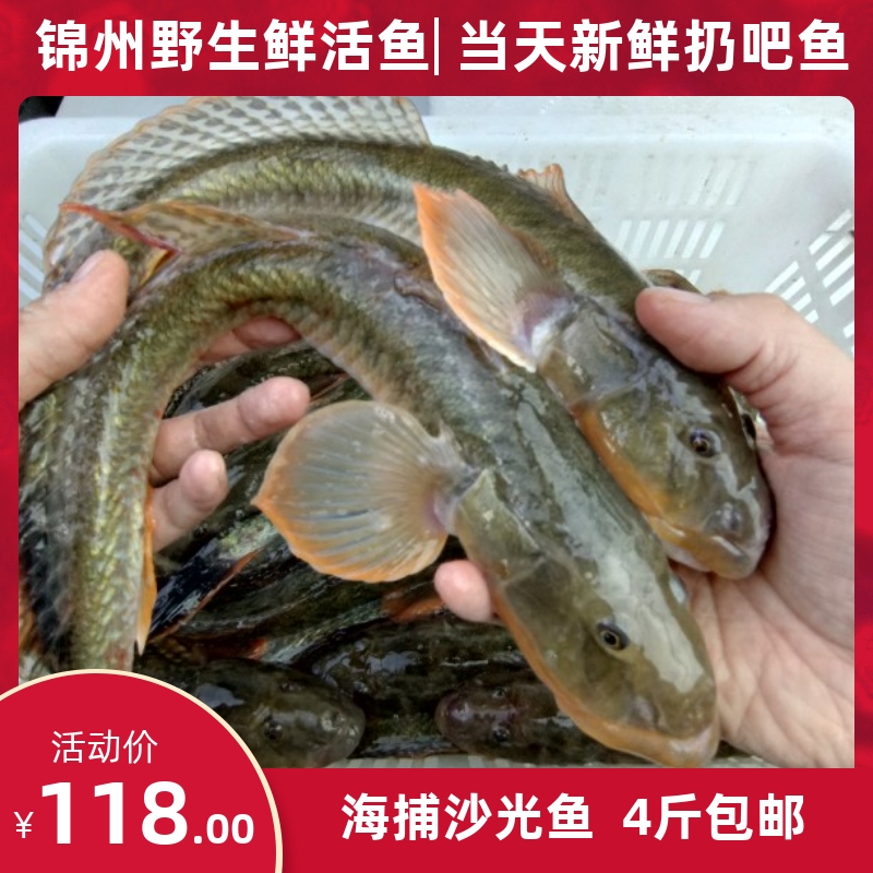 4斤一份锦州渤海湾野冷水大号楞巴鱼沙光鱼每斤3-4条
