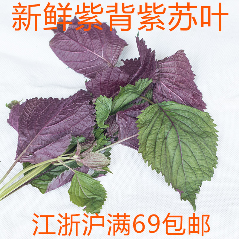 紫苏叶新鲜食用紫背紫苏 Perilla Leaf 煮鱼炒螺蛳蒸蟹去腥 装饰