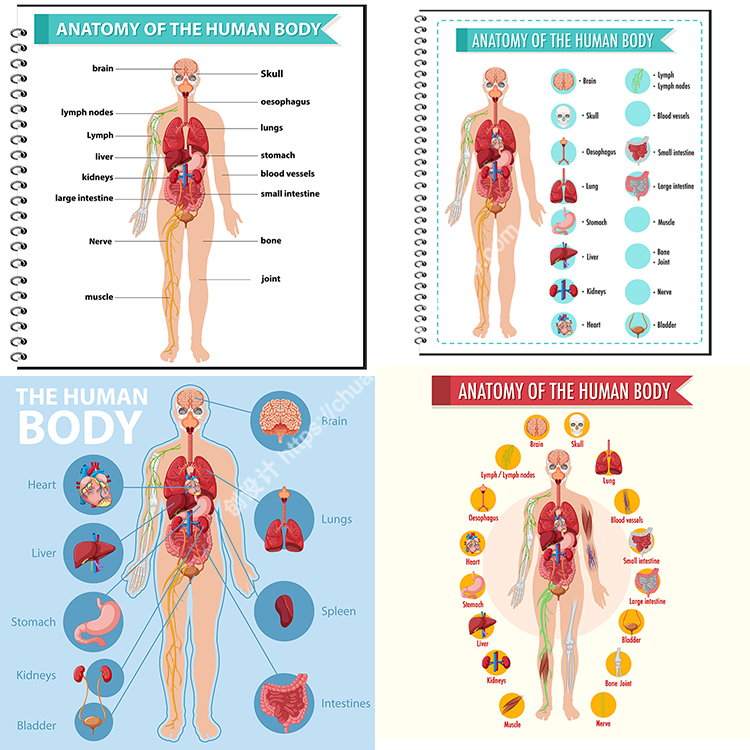 人体解剖学信息图  身体内部器官结构图标 AI格式矢量设计素材