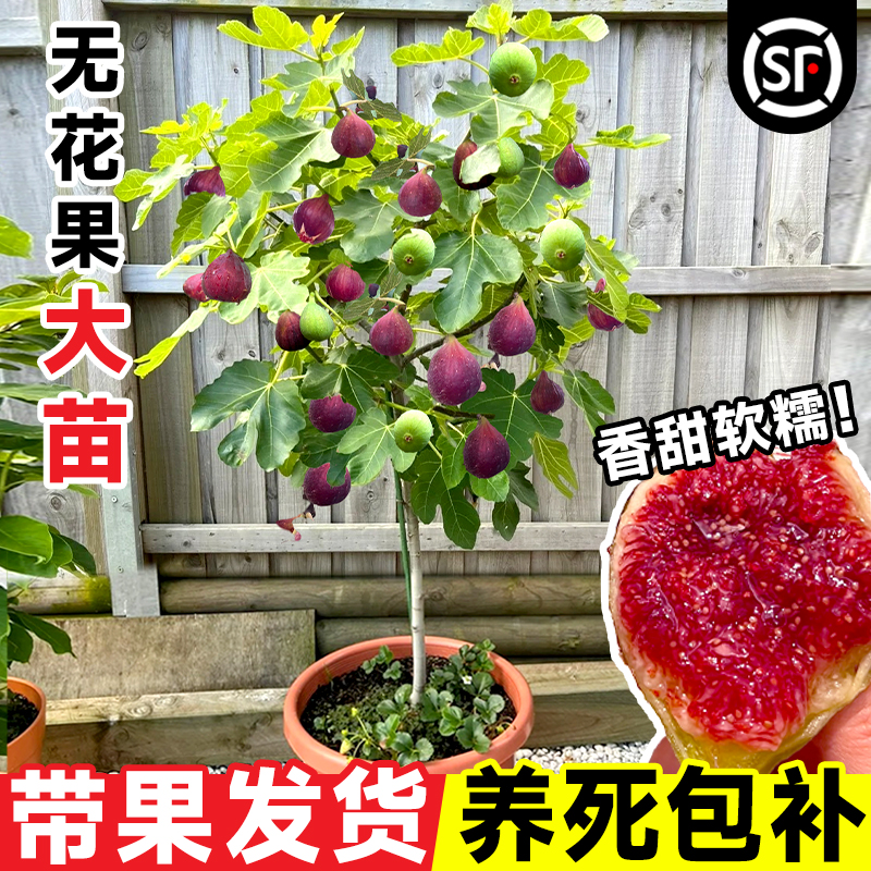 新品种水果树图片