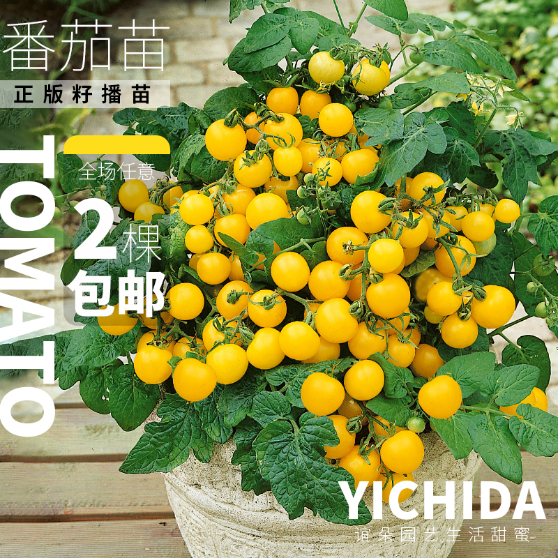 【番茄苗】YICHIDA进口品种小苗盆栽小番茄苗传家宝蔬菜西红柿苗