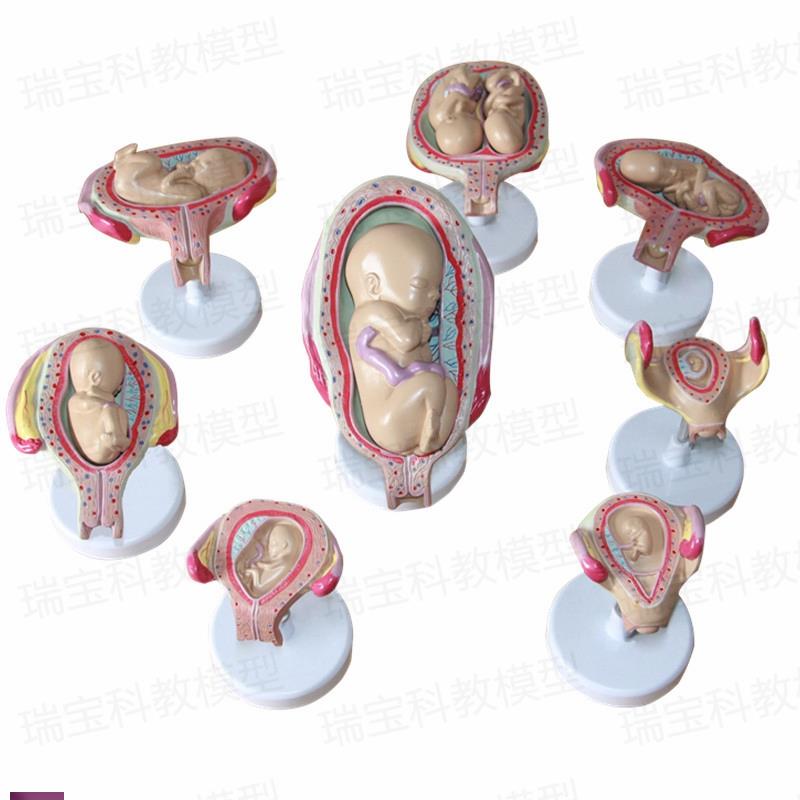 妊娠过程模型胚胎k发育足月腹腔产科教学女性生殖子宫助产示教妇
