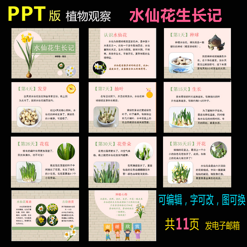 ppt模板水仙花生长记学生科学观察记录植物成长【雨文设计】