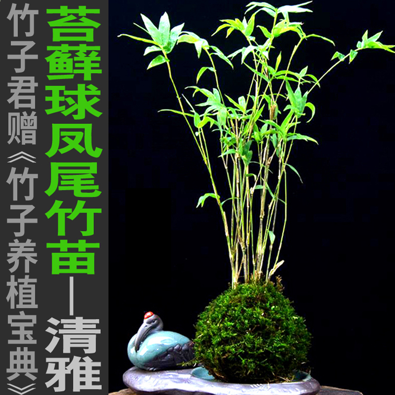 苔玉竹苔藓球凤尾竹米竹盆景盆栽竹迷你小竹子苗室内绿植桌上茶几