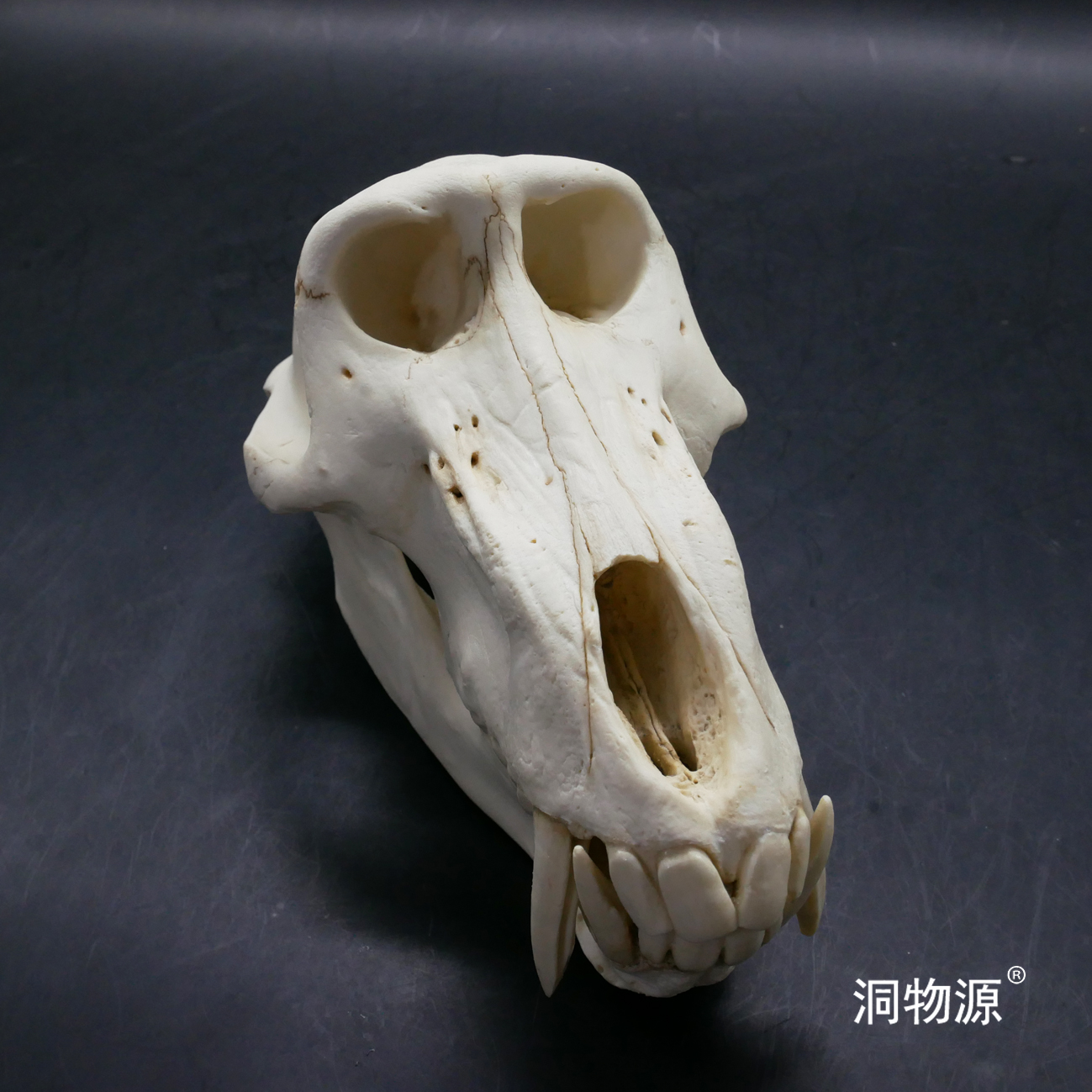 【洞物源】 黑猩猩头骨科教标本模型手办雕像素描 1:1