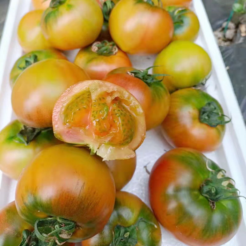盘锦碱地西红柿丹东草莓铁皮绿腚柿子孕妇水果自然熟即食番茄包邮