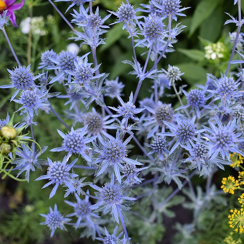 小园丁的夏日时光 扁叶刺芹 蓝闪光耐寒宿根植物庭院花园切花花卉