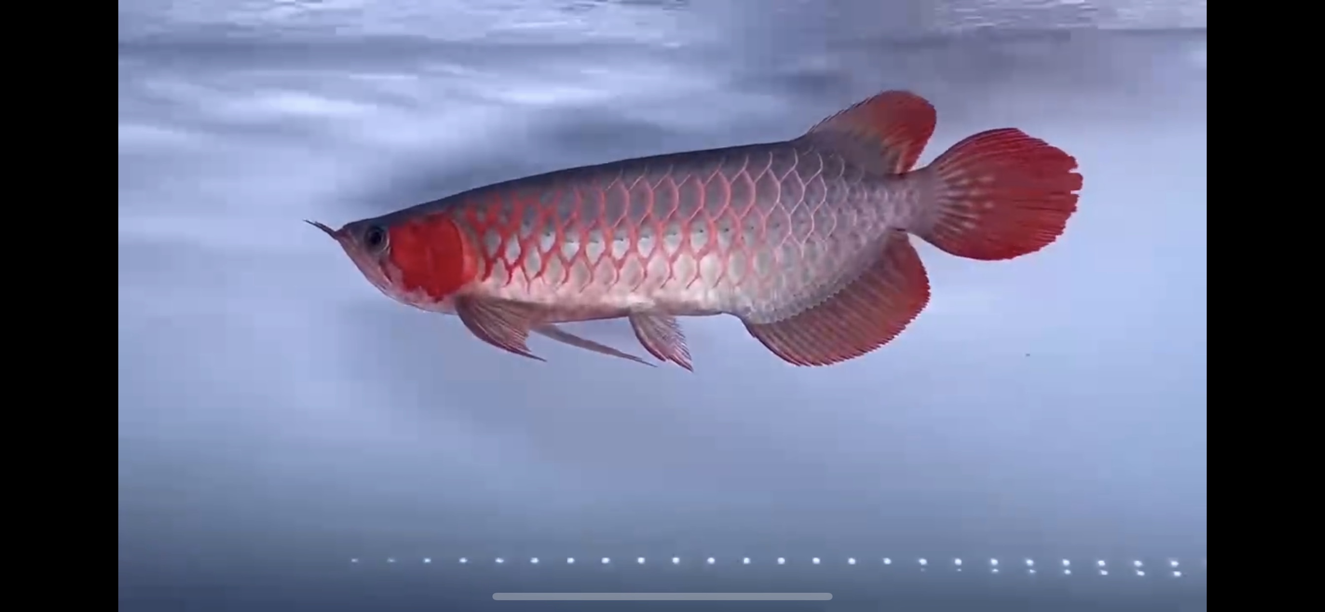 大湖红龙鱼，现鱼在售，实鱼拍摄。