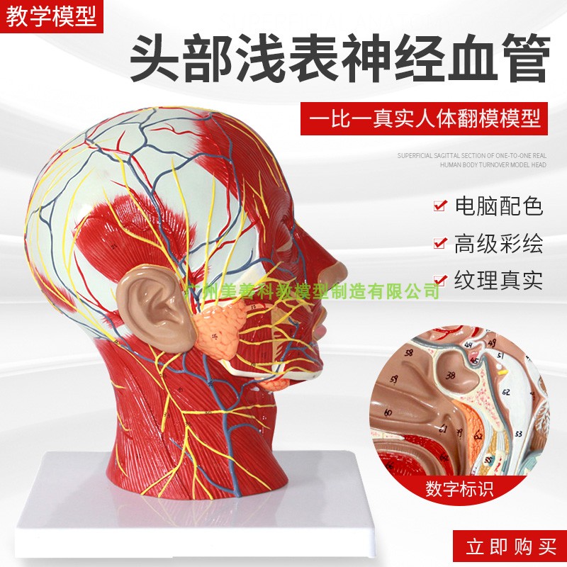 头部正中矢c状切面附血管神经模型人体头部浅表神经血管分布模型