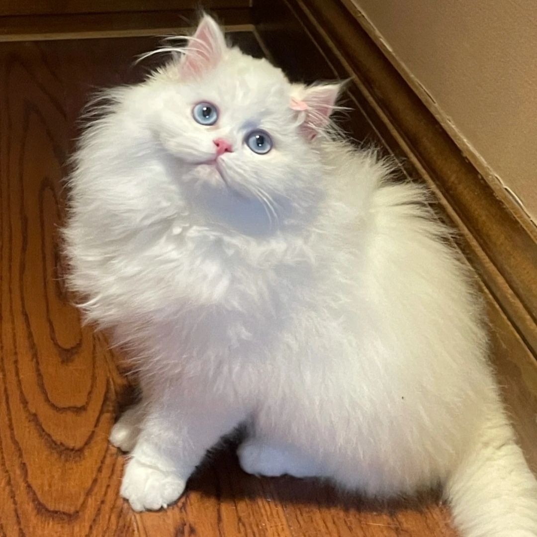 蓝白长毛高地猫