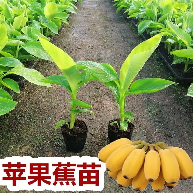 广西香蕉苗中蕉9号苗红香蕉粉蕉矮化蕉苗树苹果蕉当年结果新品种