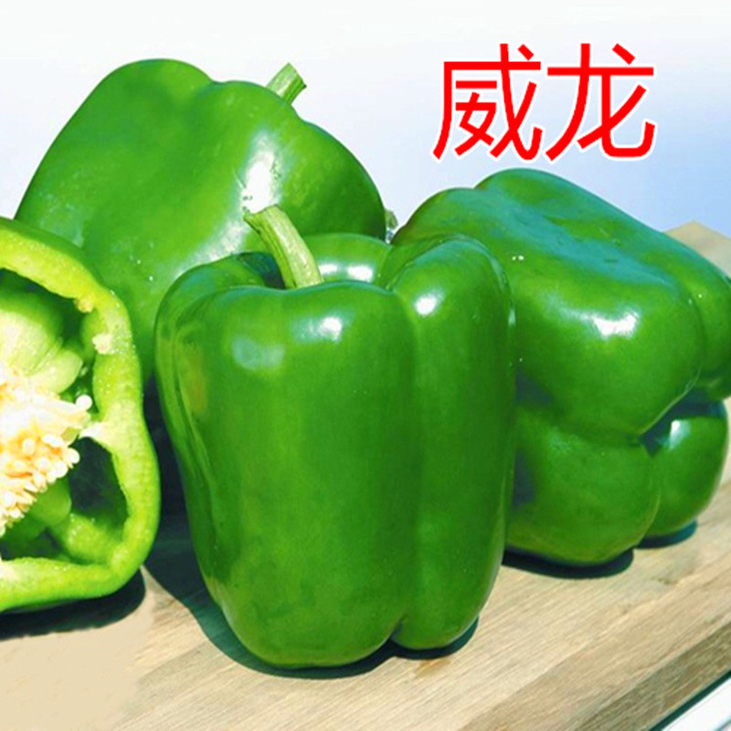 菜椒种子甜椒薄皮灯笼椒种籽长方椒柿子椒高产辣椒蔬菜包邮威龙