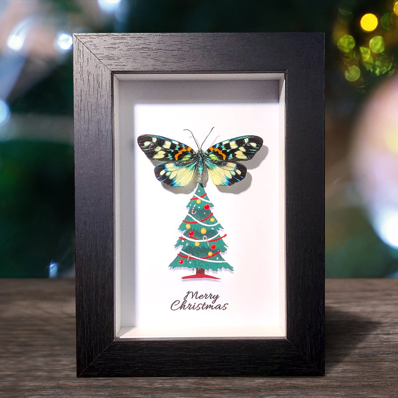 华庆锦斑蛾标本装饰画桌面摆件圣诞节礼物送儿童闺蜜真昆虫木质框