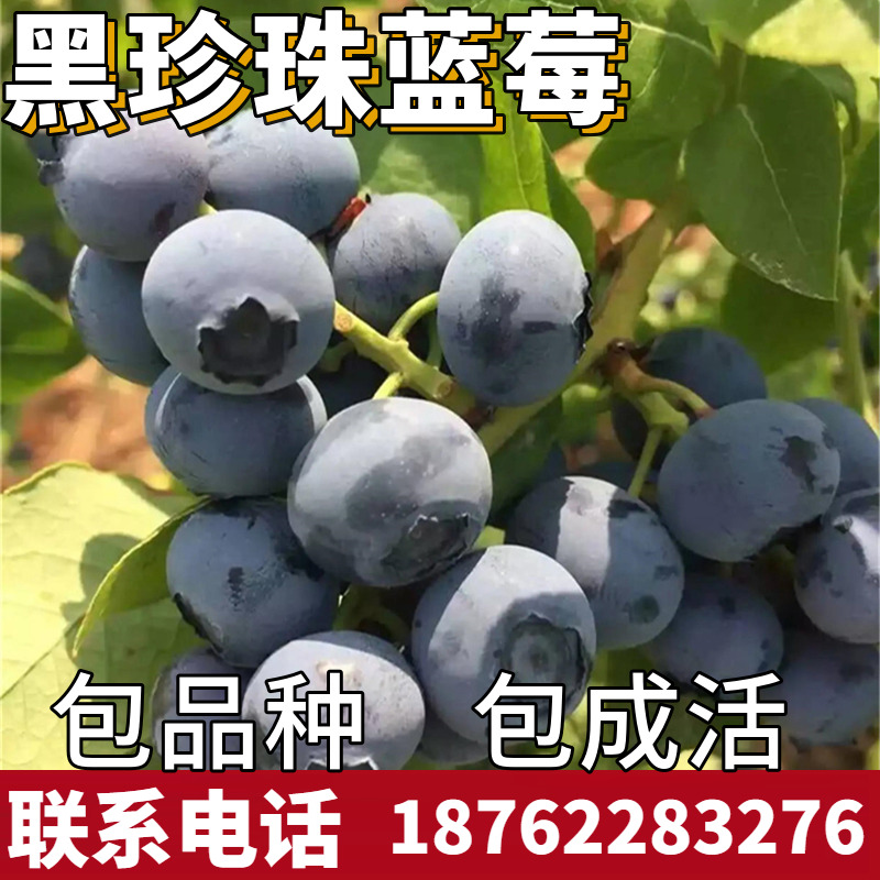 黑珍珠蓝莓苗南北方地栽种植蓝莓树果苗阳台盆栽四季组培当年结果