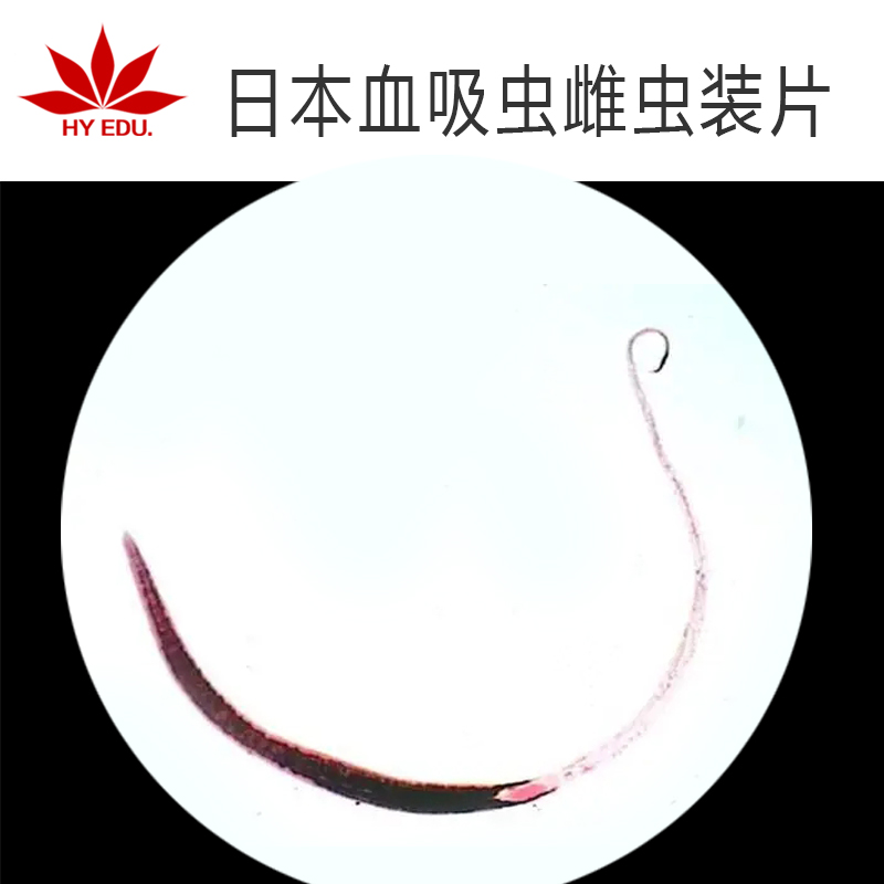 显微镜生物切片 日本血吸虫雌虫 寄生虫类 教学展示 成像清晰
