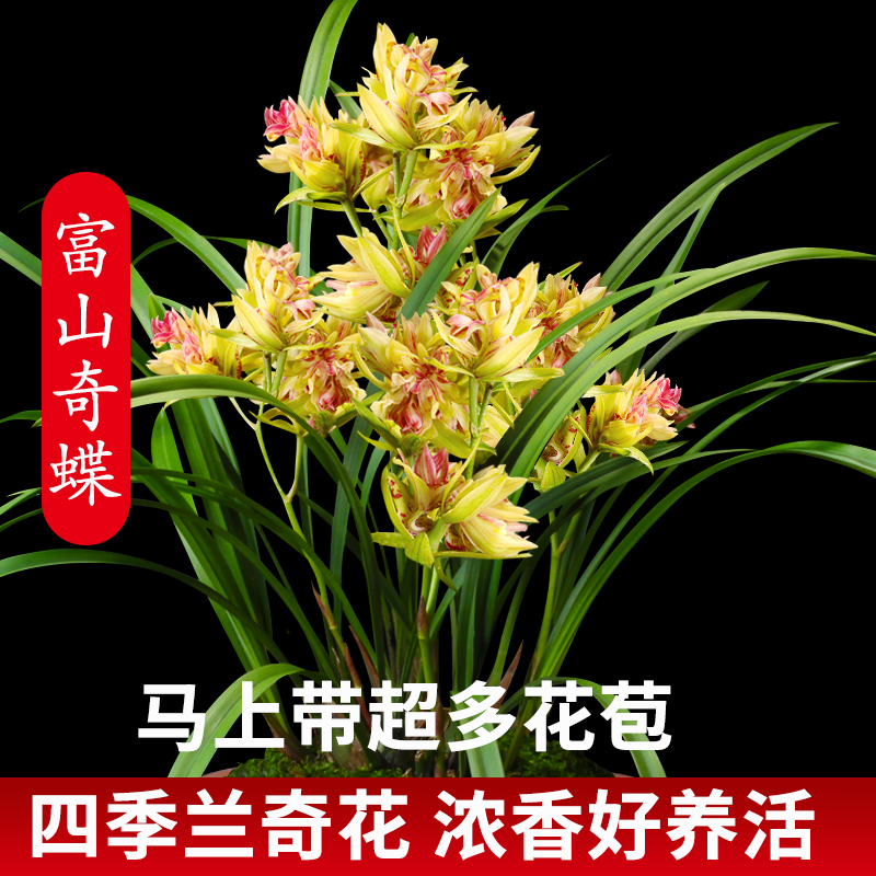 兰花苗 名贵品种大全 建兰富山奇蝶夏带花苞出售有香味的花卉
