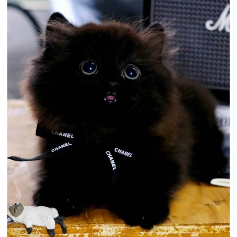 纯黑拿破仑矮脚猫长毛黑猫幼猫纯白异瞳孟买猫黑煤球纯种宠物猫咪