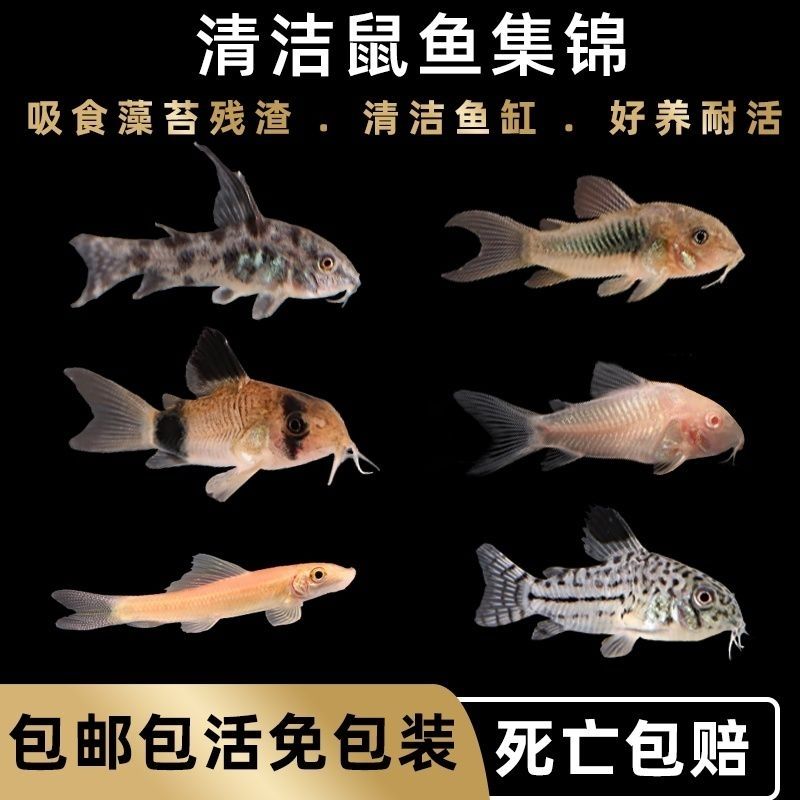 鼠鱼大全工具鱼清洁鱼小型热带冷水清洁鱼吃便除藻观赏鱼可爱活物