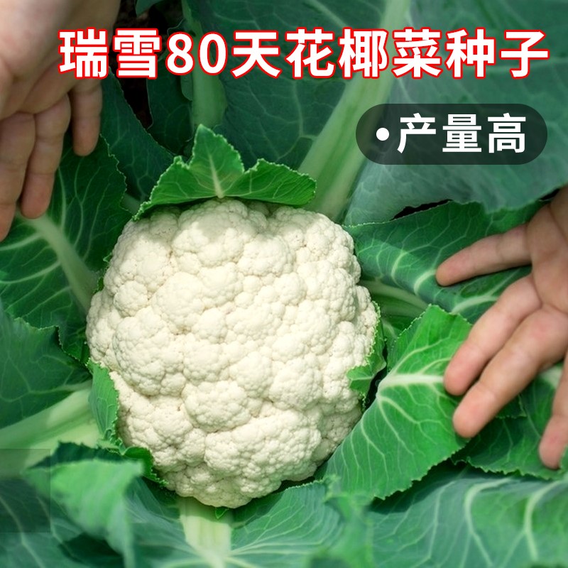 白色花椰菜