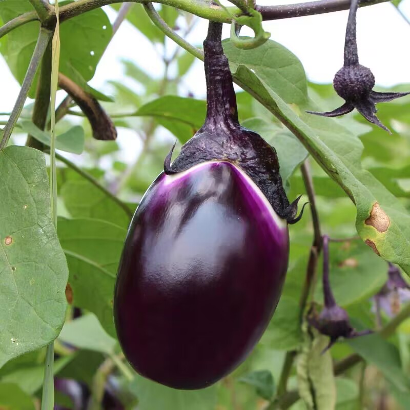 【顺丰】紫茄子新鲜苏北农家自种现摘老品种圆茄子嫩茄子时令蔬菜