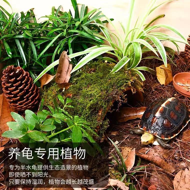 黄缘龟半水龟环境造景植物养龟耐阴盆栽盆景狼尾蕨类热带水景设计
