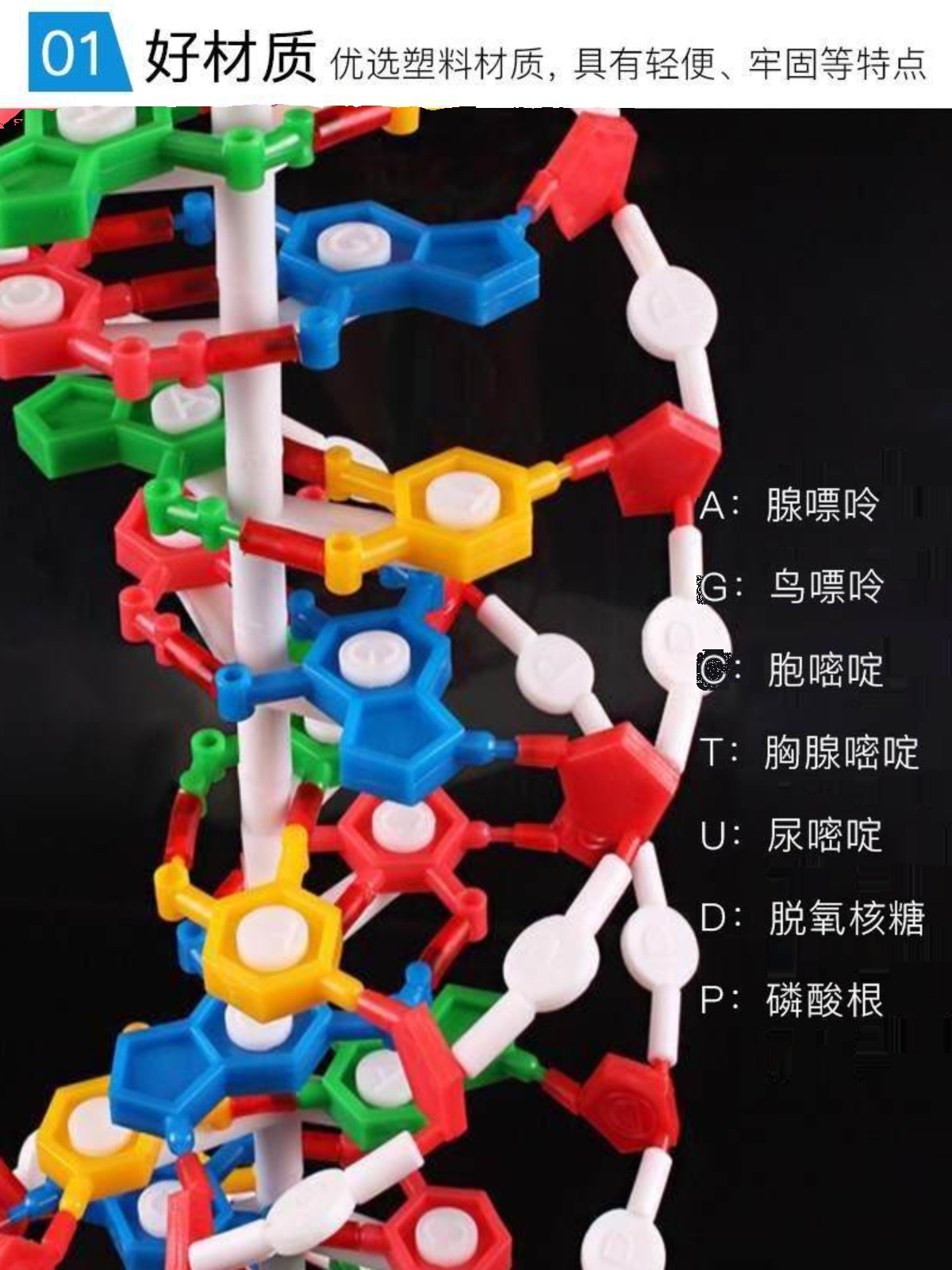 厂DNA双螺旋结构模型分子结构DNA演示模型教学教具高中仪器销