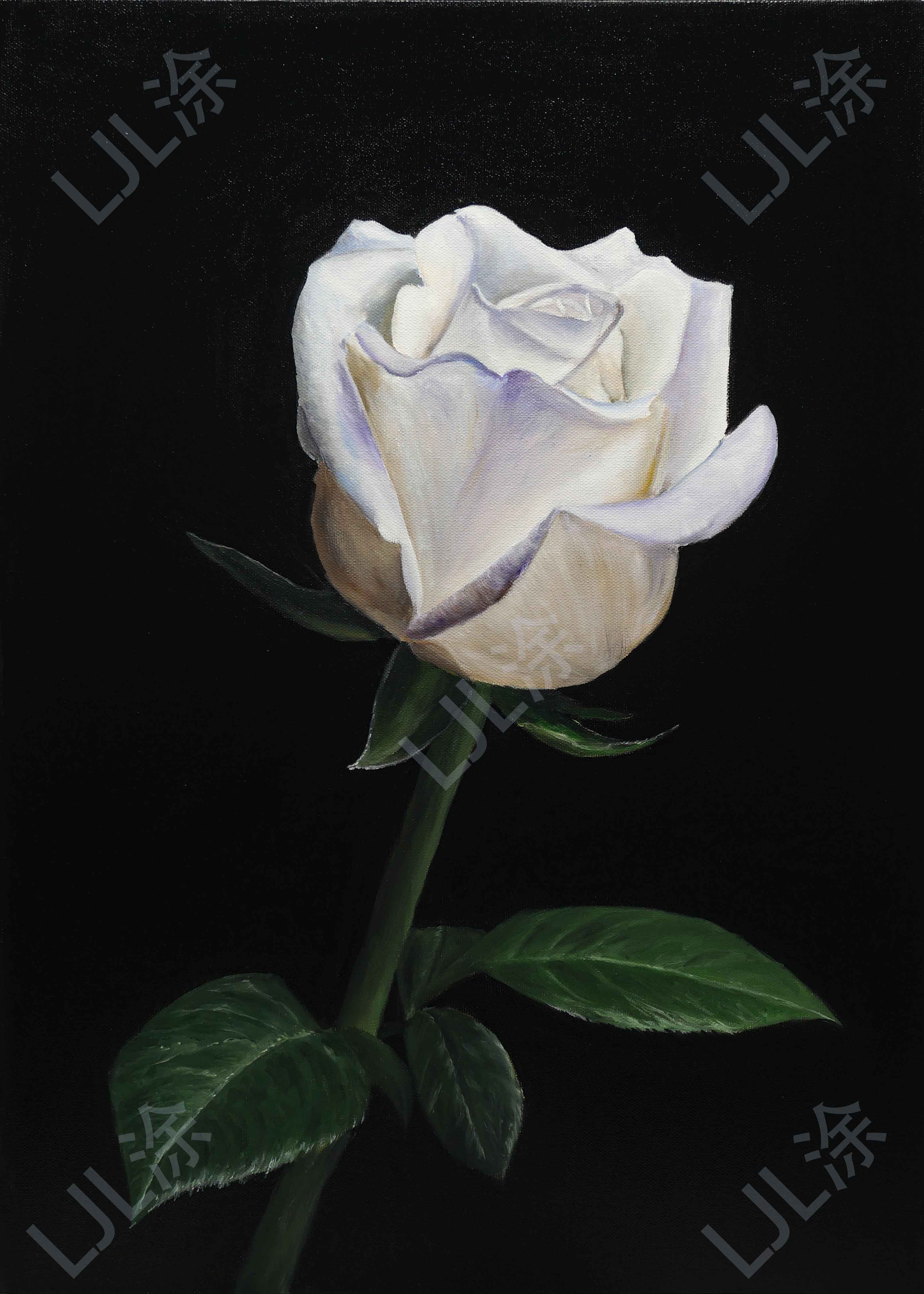 50*70cm 手绘 油画 装饰画 白玫瑰 静物写实客厅 古典 LJL涂 花卉