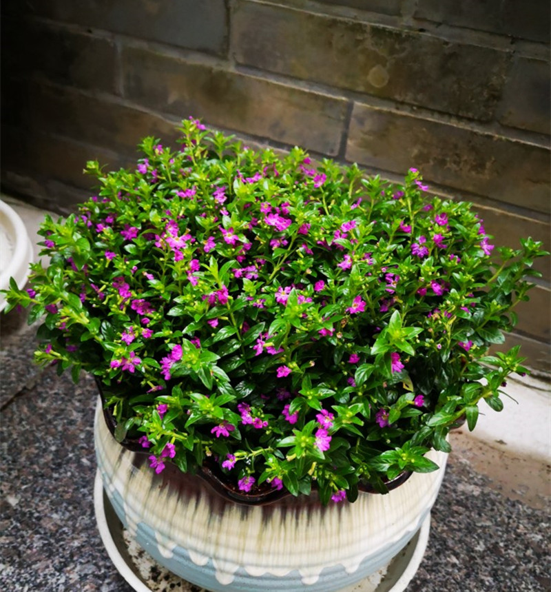 紫花满天星萼距花紫雪茄花室外阳台盆栽苗四季开花多年生植物地栽