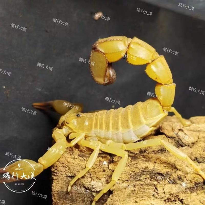 黄肥尾蝎,剧毒  沙漠动物突尼斯黄肥尾蝎蝎子