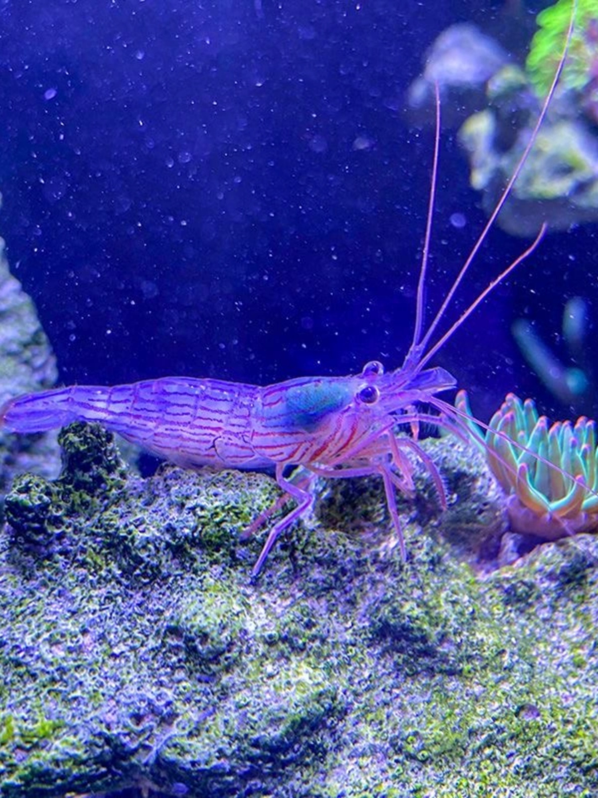 珊瑚虾图片