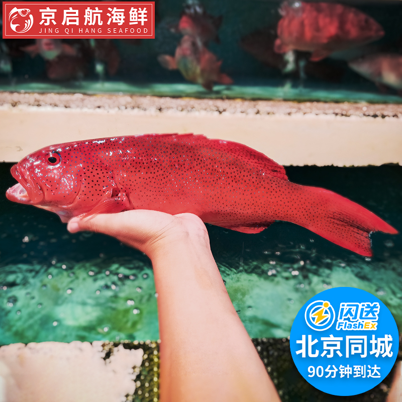 1.5-1.6斤1条 北京闪送 东星斑红斑鲜活进口海鲜国产深海鱼石斑鱼
