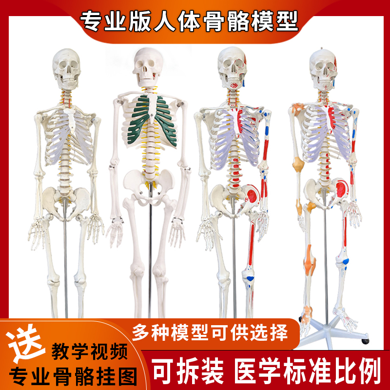 人体骷髅骨架结构拆卸医学迷你全身骨骼带肌肉解剖3d模型玩具摆件
