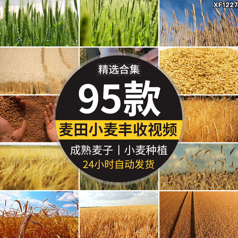 农业丰收秋季麦田发展麦苗青绿色麦穗金色小麦子成熟粮食视频素材