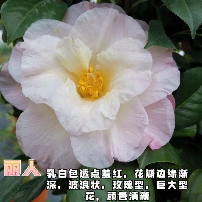 丽人山茶花盆栽苗稀有名贵进口品种粉白色玫瑰型巨大型花高档绿植