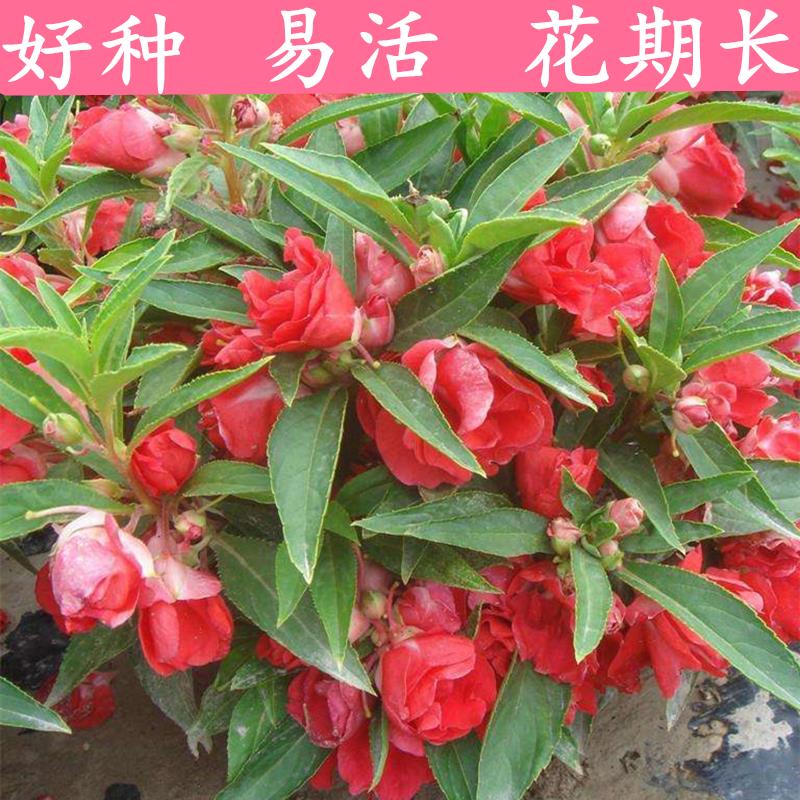 凤仙花种子一年生重瓣混色茶花指甲花太阳花盆栽四季种花种子