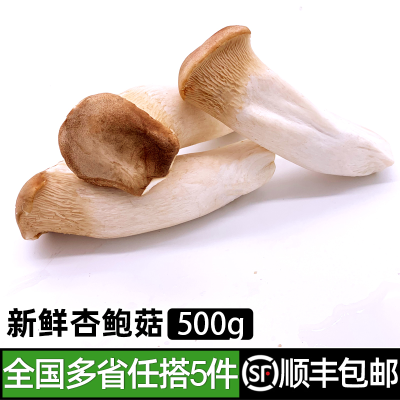 杏鲍菇500g 新鲜菌菇大鸡腿菇香蘑菇 肉厚鲜嫩美味家常炒菜食材