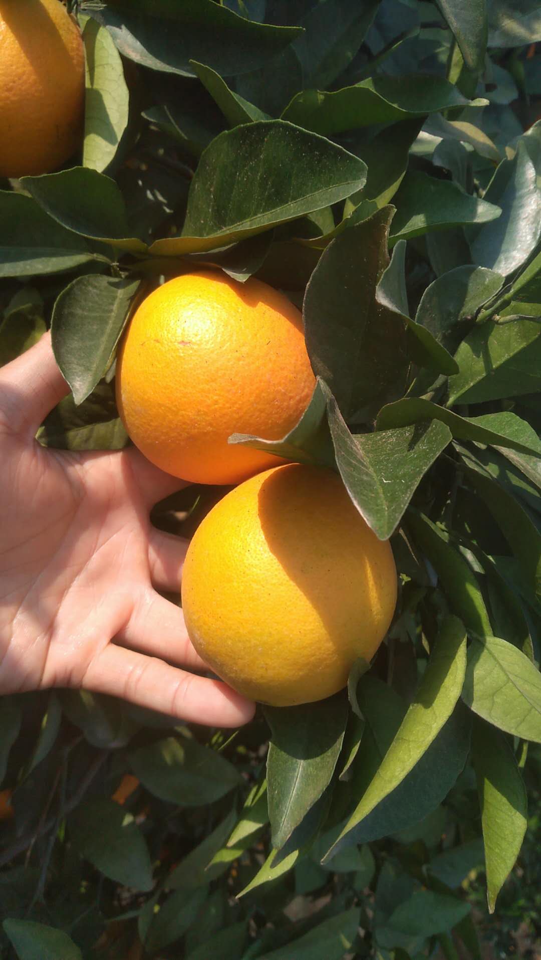道州夏橙有机肥当季新鲜脐橙孕妇儿童水果道县非江永10斤装包邮