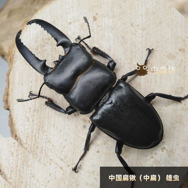 中华大扁锹甲虫