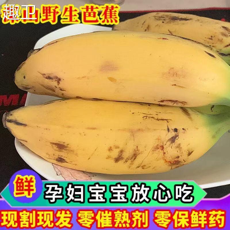 广东大芭蕉板蕉牛角蕉大蕉香蕉酸甜芭焦巴蕉非广西小米蕉苹果粉蕉
