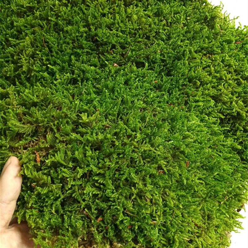 新品新鲜苔藓黄缘生态饲养箱环境布置养殖箱微景观绿植物造景设计