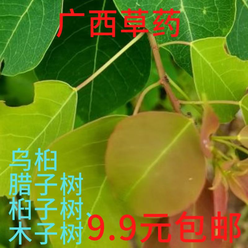 广西新鲜乌桕 现采腊子树枝叶桕子树 木子树 桕树枝叶中草药包邮